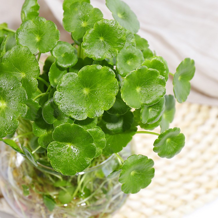 水培植物铜钱草盆栽室内桌面四季水养花卉办公室好养活绿植金钱草