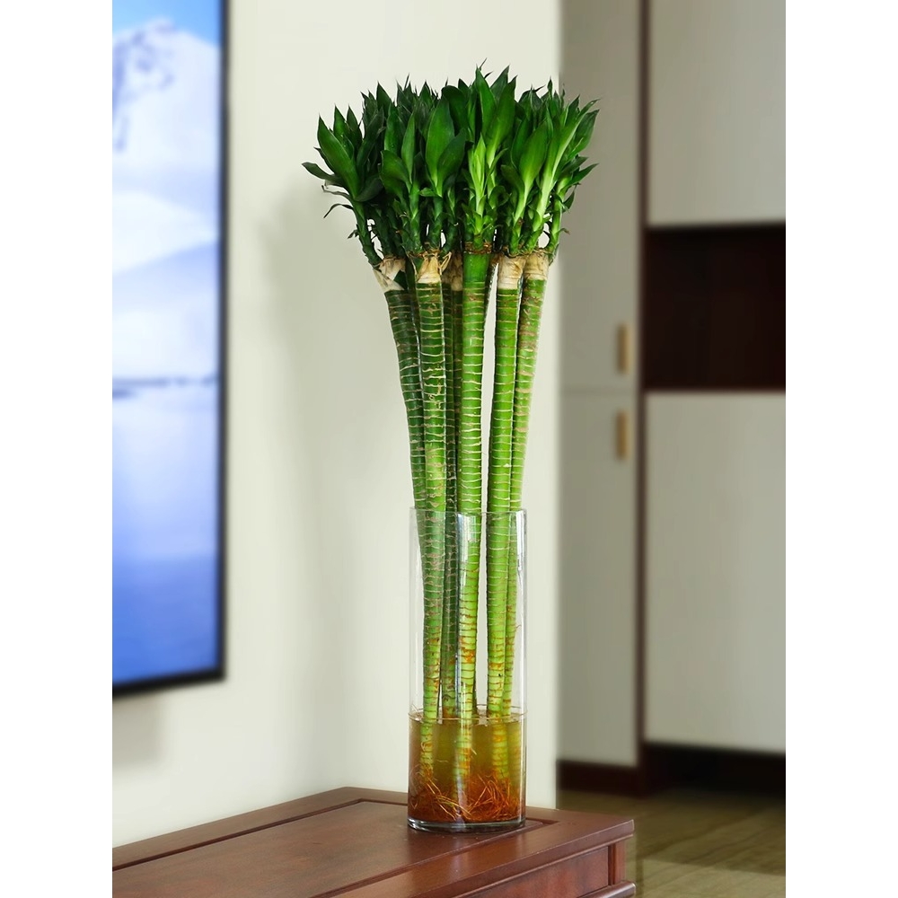 带根龙竹观音竹转运竹发财竹富贵竹植物水养客厅室内盆栽水培绿植