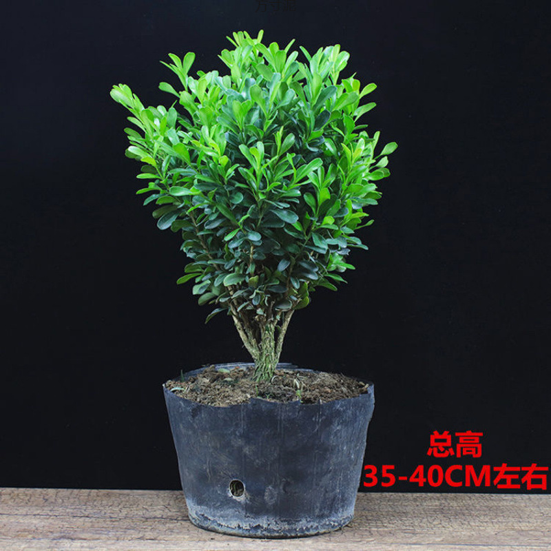 黄杨盆景耐寒办公室内盆栽四季常青好养客厅花卉庭院树苗桌面绿植