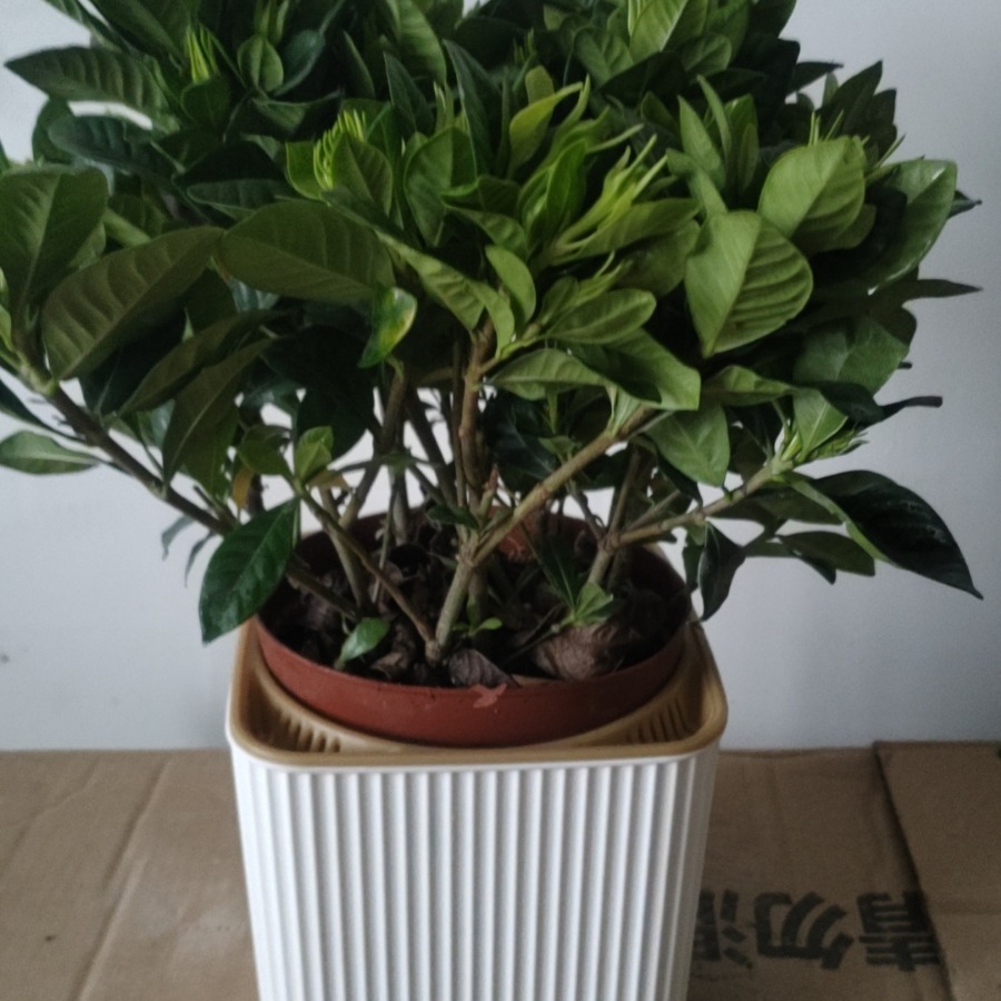 【栀子花】盆栽花卉植物带花苞内外阳台绿植浓香型四季好养美化包