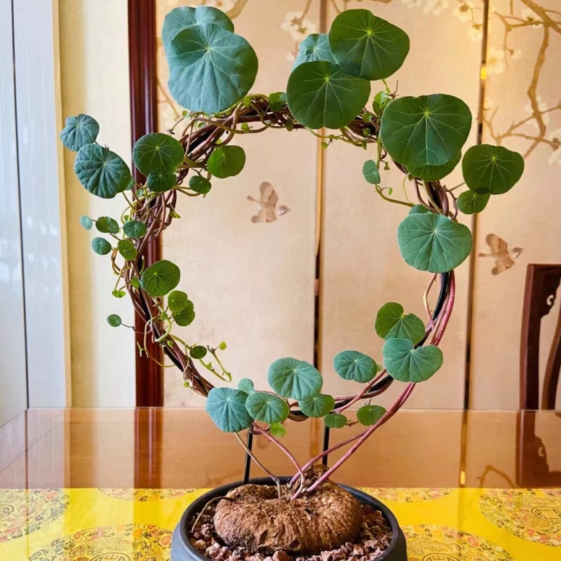 红藤山乌龟盆栽金不换植物桌面爬藤绿植水培多肉圆叶山乌龟带芽发