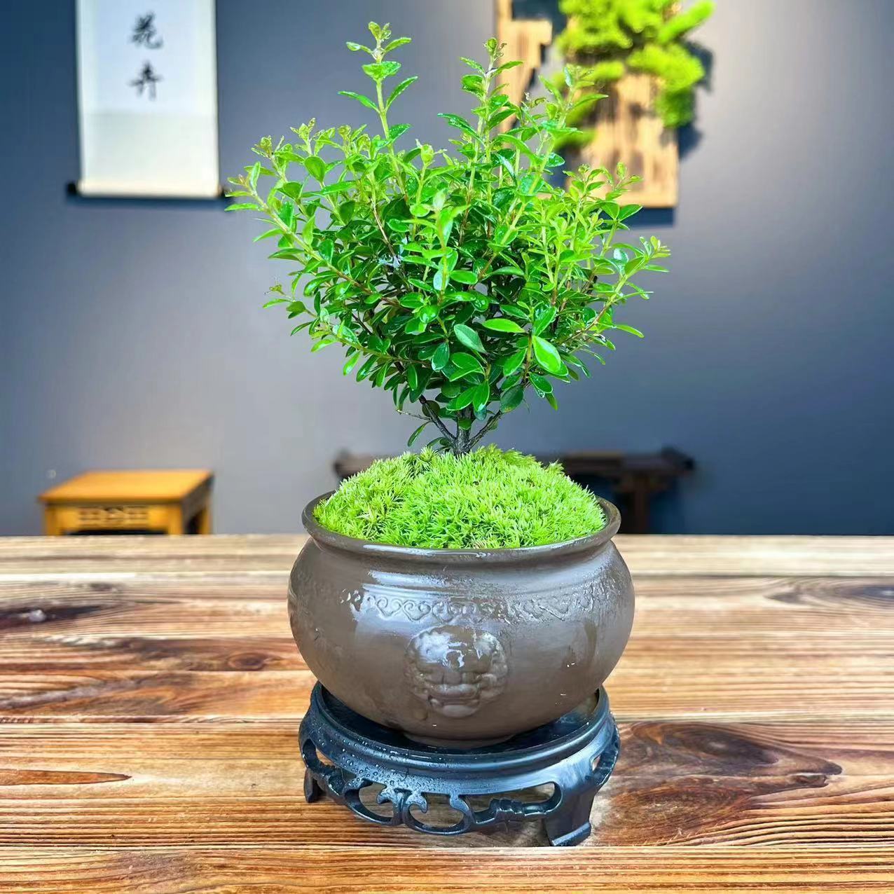 正宗小叶赤楠盆景室内绿植花卉盆栽客厅办公室桌面摆件四季好养