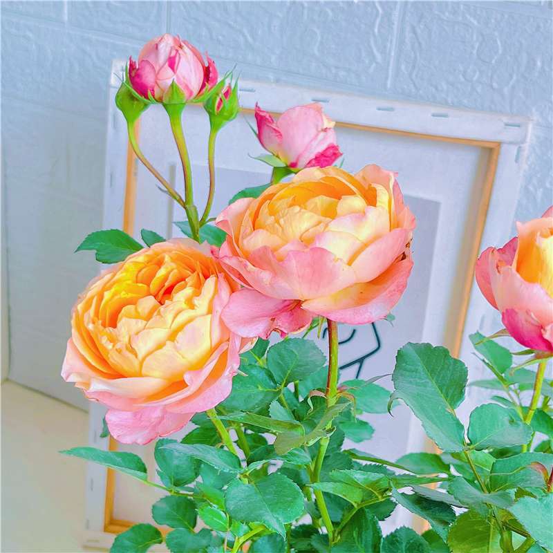 阳台月季花卉大花美人月季玫瑰花苗盆栽带花苞发货四季庭院绿植