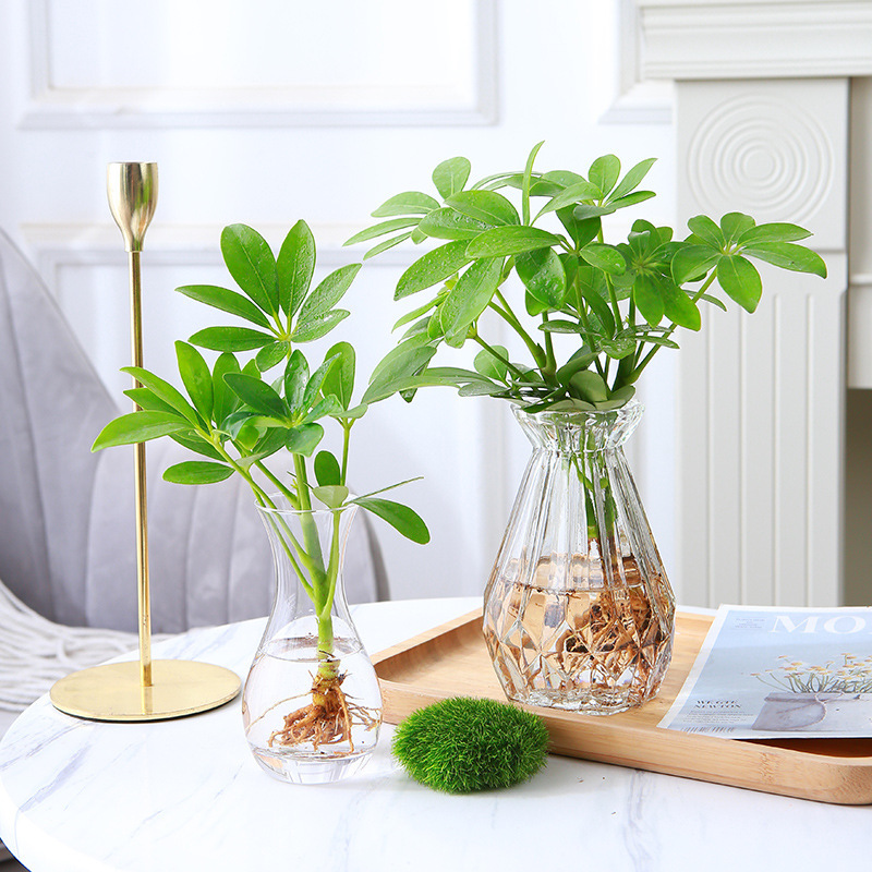 水培鸭脚木桌面水养绿植净化空气小盆栽水养花卉盆栽七叶莲观叶