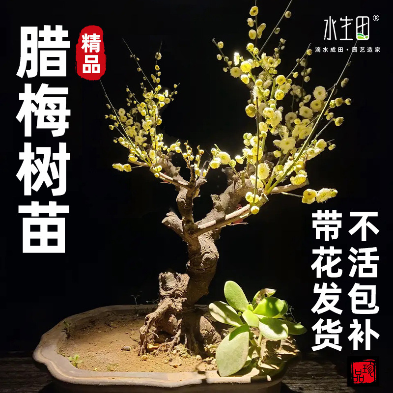 腊梅花树苗盆栽梅花盆景腊梅耐寒老桩浓香型花卉植物室内阳台花苗