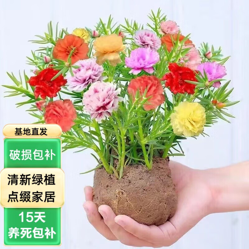 养不死的重瓣太阳花苗带根带花苞发货盆栽花卉阳台四季开花大绿植