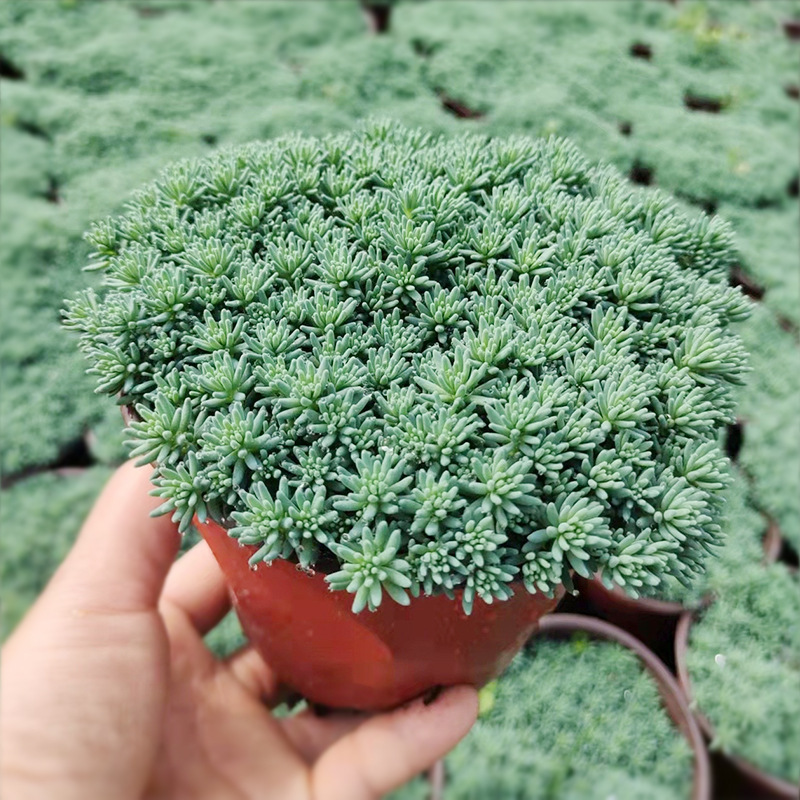 中华景天双色盆杯苗 薄雪万年草 松叶景天 矶小松 园林绿化植物