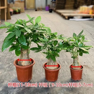 大肚子发财树老树桩客厅盆栽室内植物桌面招财旺宅绿植大根菩提根