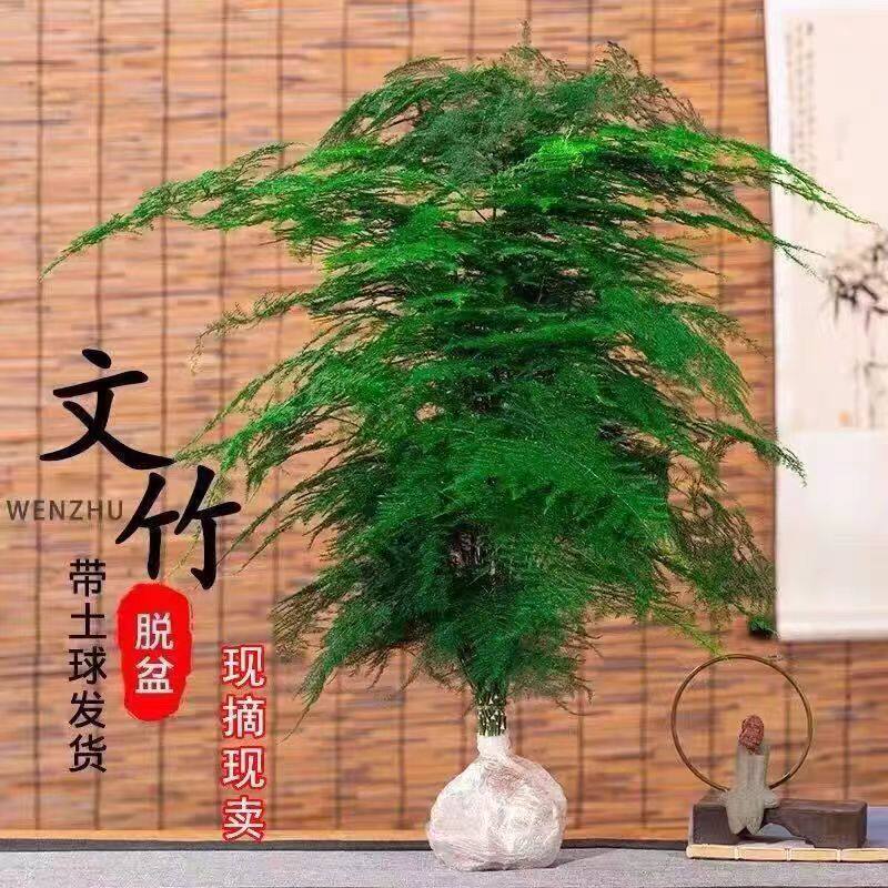 文竹盆栽室内绿植物花卉大苗水培客厅茶台文松盆景养不死四季常青