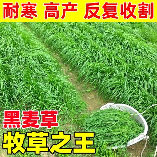 四季耐寒多年生黑麦草牧草种子