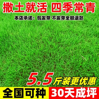 5.5斤装草坪草籽工厂批发包发芽