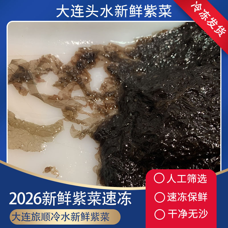 大连旅顺当地新鲜紫菜海菜鲜冻发包包子饺子无沙速冻发顺丰