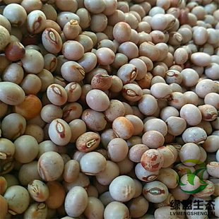木豆种子/木豆/豆蓉/观音豆/树豆/柳豆当年新采绿化药材灌木种子