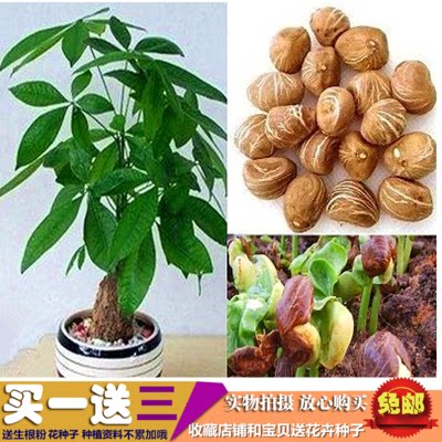 室内盆栽绿植 发财树种子 1粒价格 辫子发财树独杆发财树种子促销