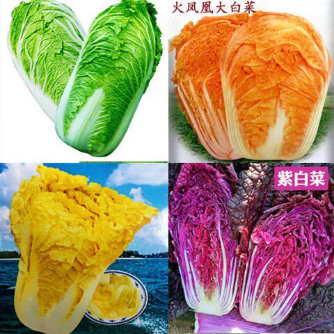 新品大白菜紫白菜籽多样品种四季播种有机特色蔬菜种子