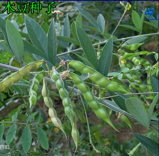 新采猪屎豆种子太阳麻种子