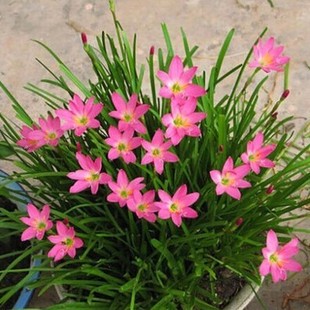 盆栽球根植物花卉庭院植物 葱兰花种球根花苗 葱兰韭兰 风雨兰苗