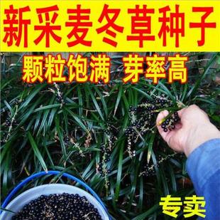 新采麦冬草种子玉龙草种子金边麦冬草日本矮麦冬草籽绿化草坪种子