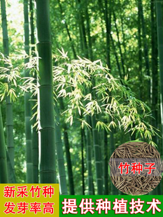 毛竹种籽子楠竹金镶玉早园竹紫竹罗汉竹佛肚竹竹苗园艺四季长青