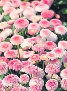 小雏菊花种子四季开花室内盆栽易活花籽孑室外庭院植物鲜花种籽子