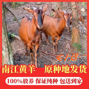 四川纯种南江黄羊小耳朵怀孕母羊黄金种公羊小黑山羊羔活苗体养殖
