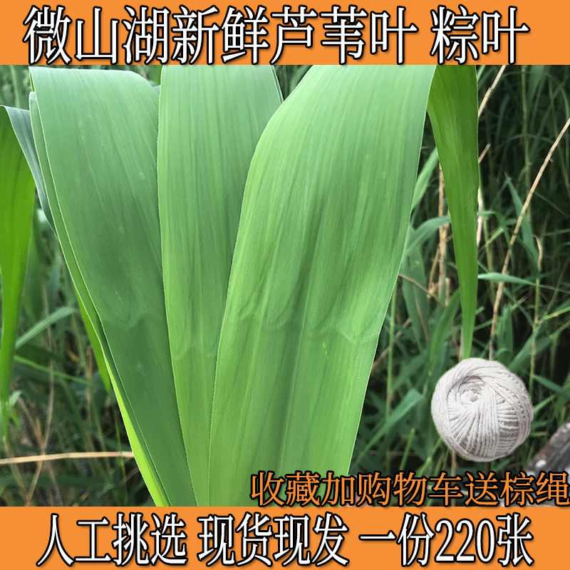 山东当天现摘新鲜芦苇叶农家粽子叶野粽叶包粽子免邮