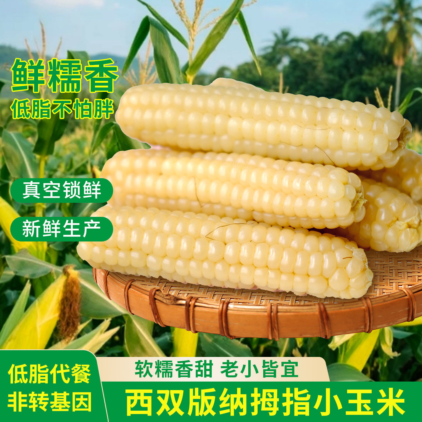 正宗云南西双版纳拇指小玉米手指玉米香糯小玉米新鲜真空宝宝爱吃