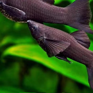 黑玛丽黑摩利小型热带观赏鱼活体胎生吃藻除油膜混养皮实易养包邮