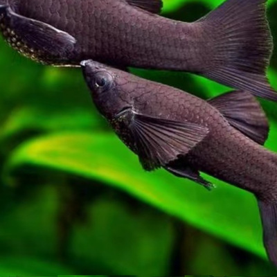 黑玛丽黑摩利小型热带观赏鱼活体胎生吃藻除油膜混养皮实易养包邮