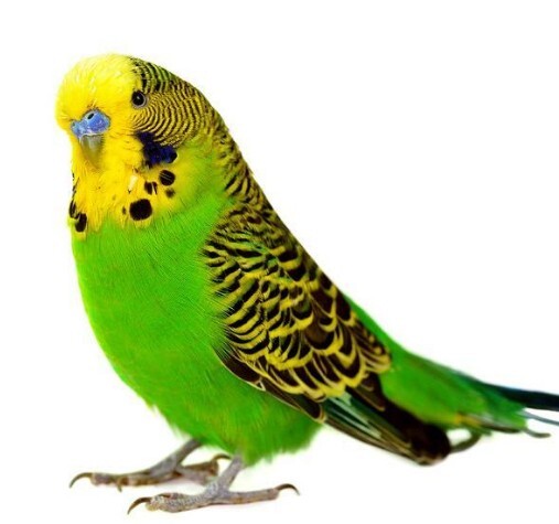 Tiger parrot speak Hand playing Watch Pet birds Nestling Lay eggs Multiplication Jiao Fengin the Pet/Pet food and supplies , Birds and supplies , Bird  category - from Buy2taobao.com to provide professional Taobao agent buy service