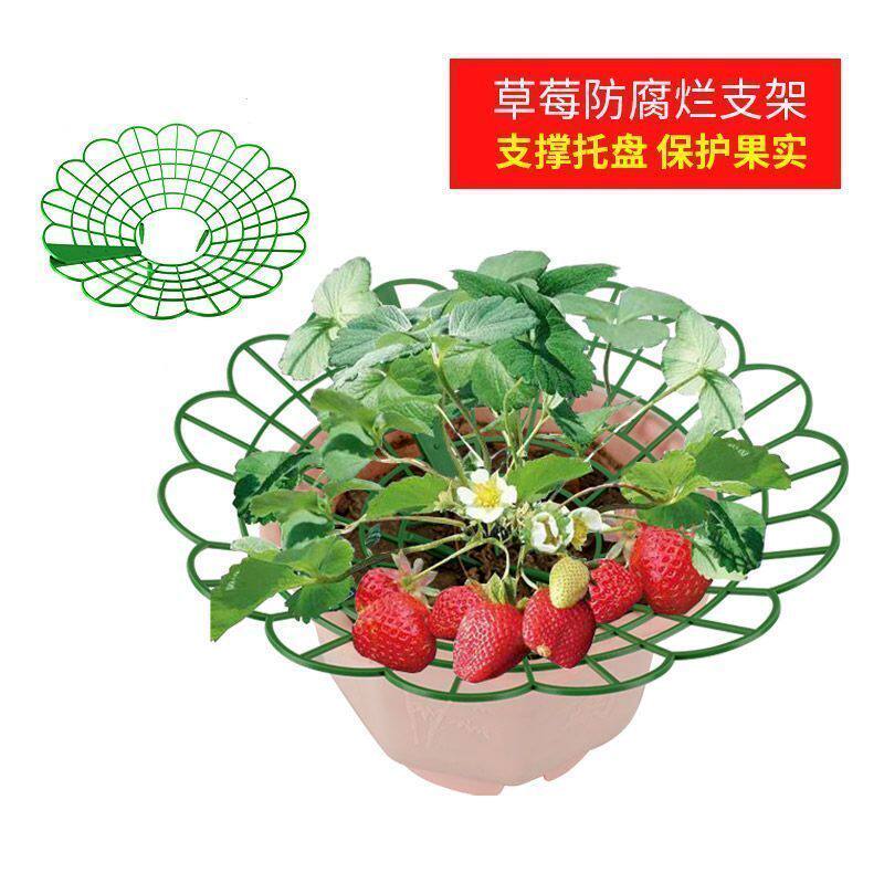 草莓托果网支架阳台园艺