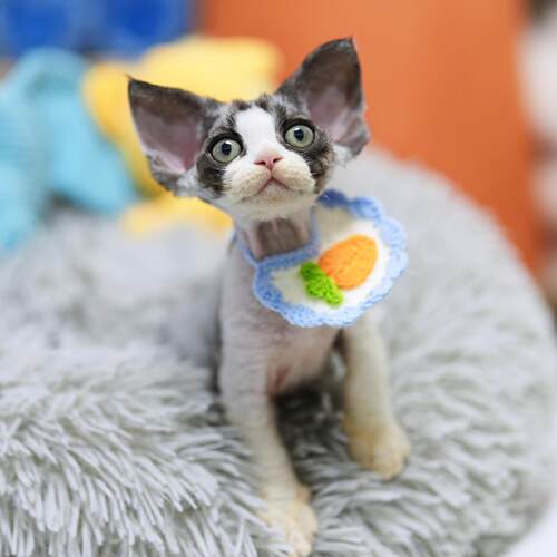 赛级德文卷毛猫 CFA注册猫舍 纯血统德文幼猫活体 小奶猫黑白开脸