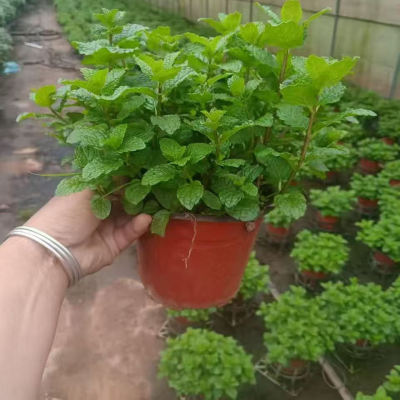 薄荷盆栽可食用新鲜薄荷叶迷迭香盆栽牛排用香草植物可水培好养活