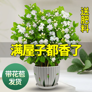 开花好养 茉莉花苗盆栽带花苞九里香老桩驱蚊花卉植物室内浓香四季