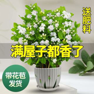 茉莉花苗盆栽带花苞九里香老桩驱蚊花卉植物室内浓香四季开花好养