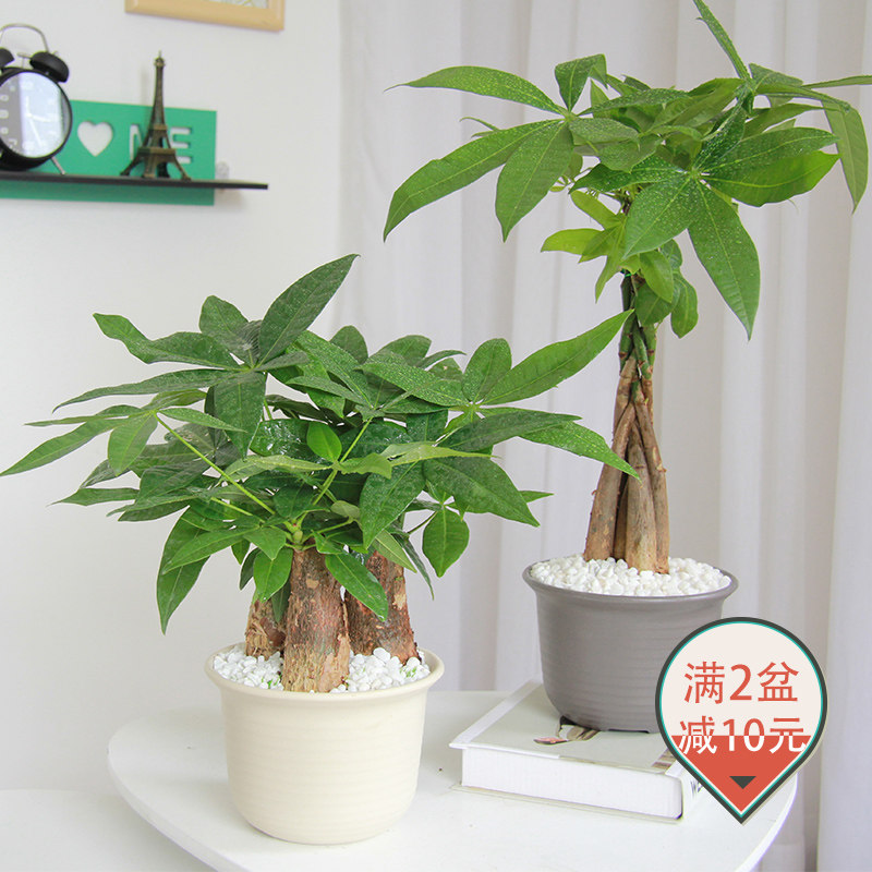 发财树苗盆栽绿色植物室内办公室花卉乔迁招财四季常青水培植物