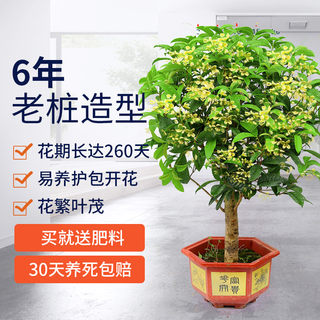 四季桂花树苗盆栽花卉庭院金桂浓香型天香台阁盆景植物室内外地栽