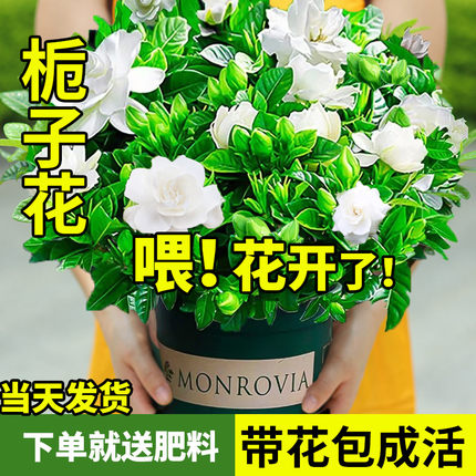 栀子花盆栽带花苞水培花卉植物室内阳台绿植树苗好养易活四季好养