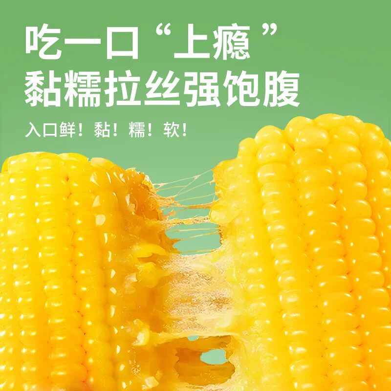有机玉米白甜糯真空装非东北黄粘黏糯天勤玉米棒非转基因新鲜现摘