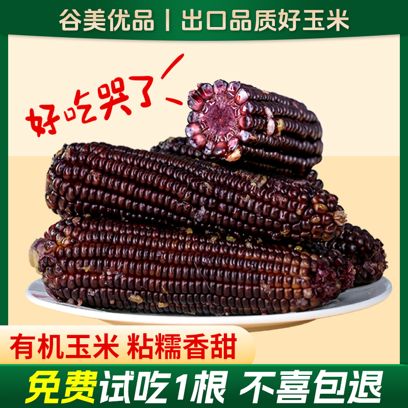 出口品质有机新鲜黑甜糯玉米