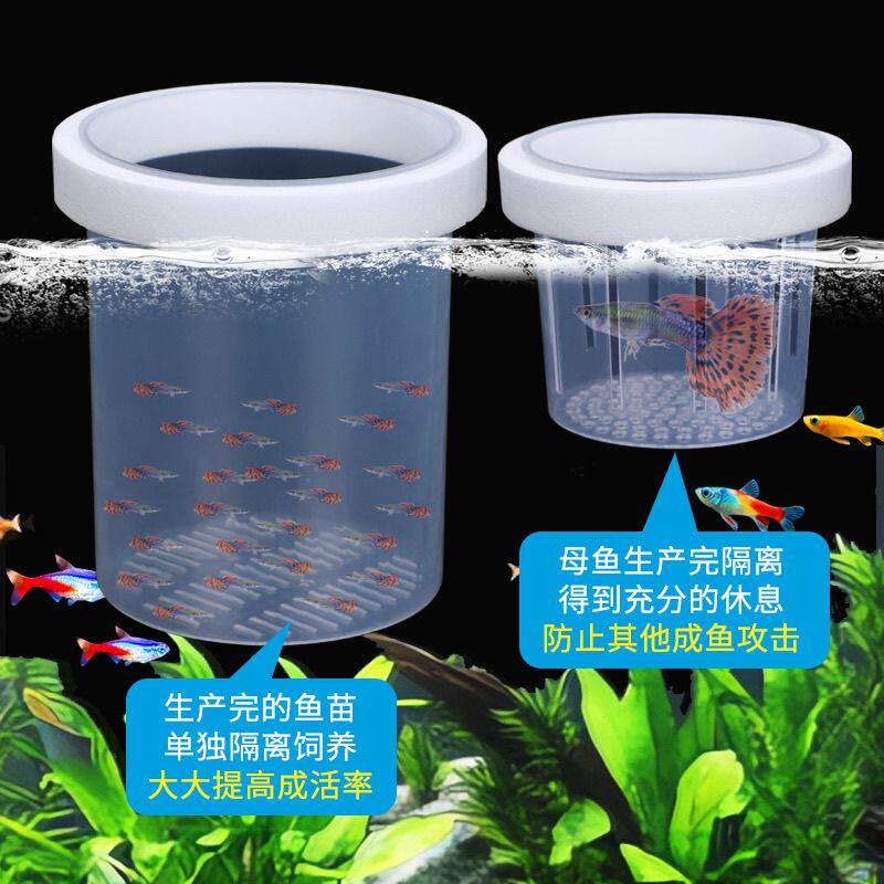 鱼缸分养盒孔雀鱼繁殖隔