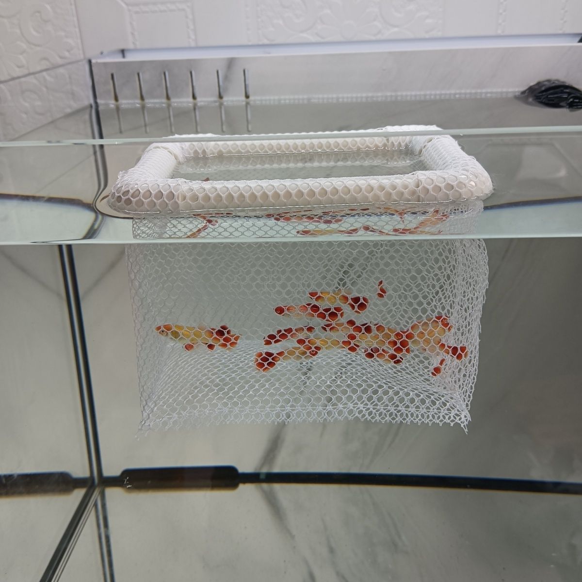 鱼缸内隔离网观赏鱼漂浮