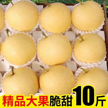 新鲜梨子河北皇冠梨10整箱包邮当季水果现摘斤砀山皇冠梨5雪梨
