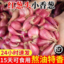 红葱头5斤干葱头四季香葱头四川火葱种熬葱油卤肉饭盆栽种植包邮3