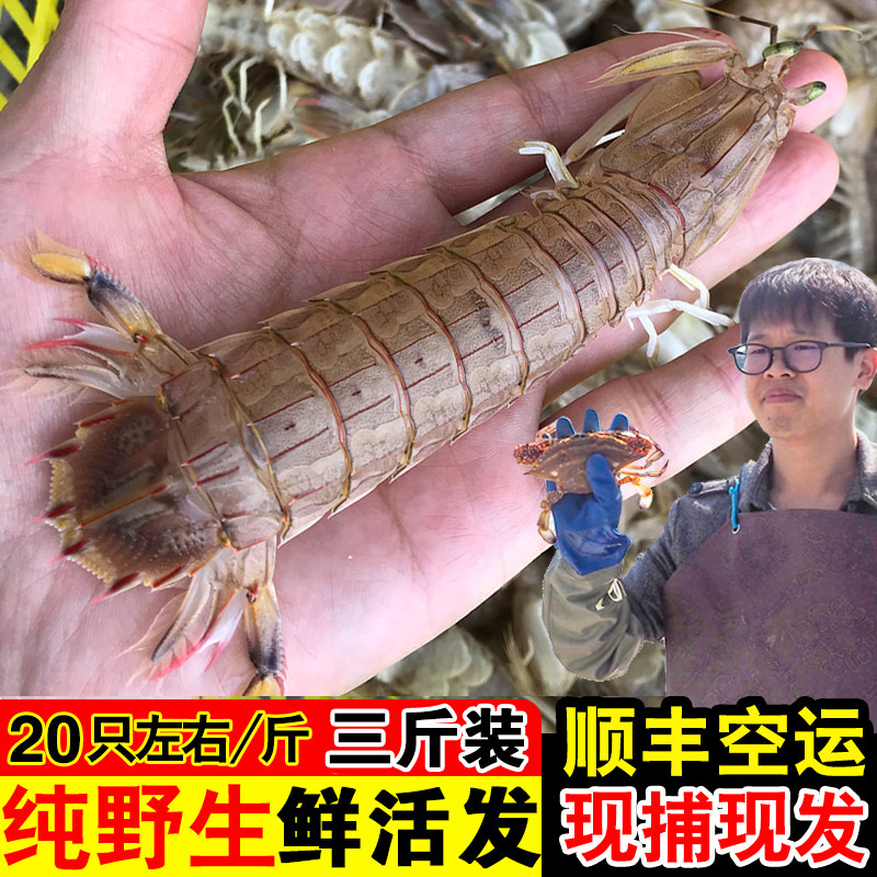 大皮皮虾 鲜活虾姑 新鲜富贵虾 虾爬子活虾海虾 濑尿虾琵琶虾