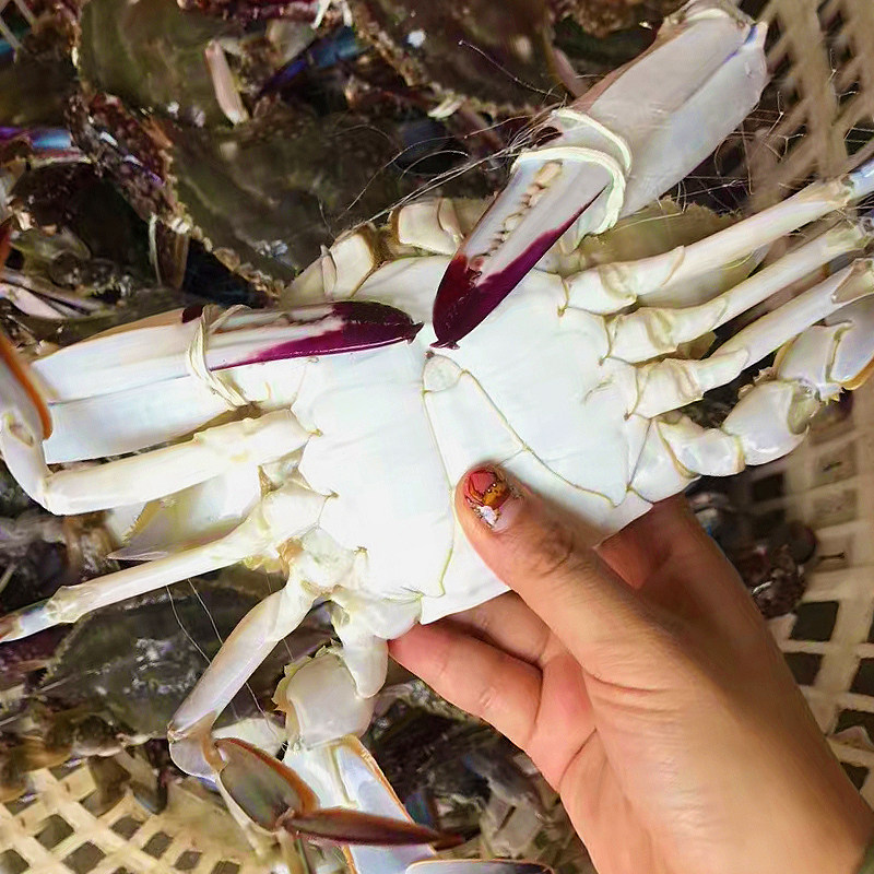 野生梭子蟹 鲜活公蟹 新鲜特大飞蟹超大白蟹肉蟹螃蟹舟山海鲜水产,水产肉类/新鲜蔬果/熟食,梭子蟹,淘宝优惠券,粉丝福利购,淘宝优惠卷