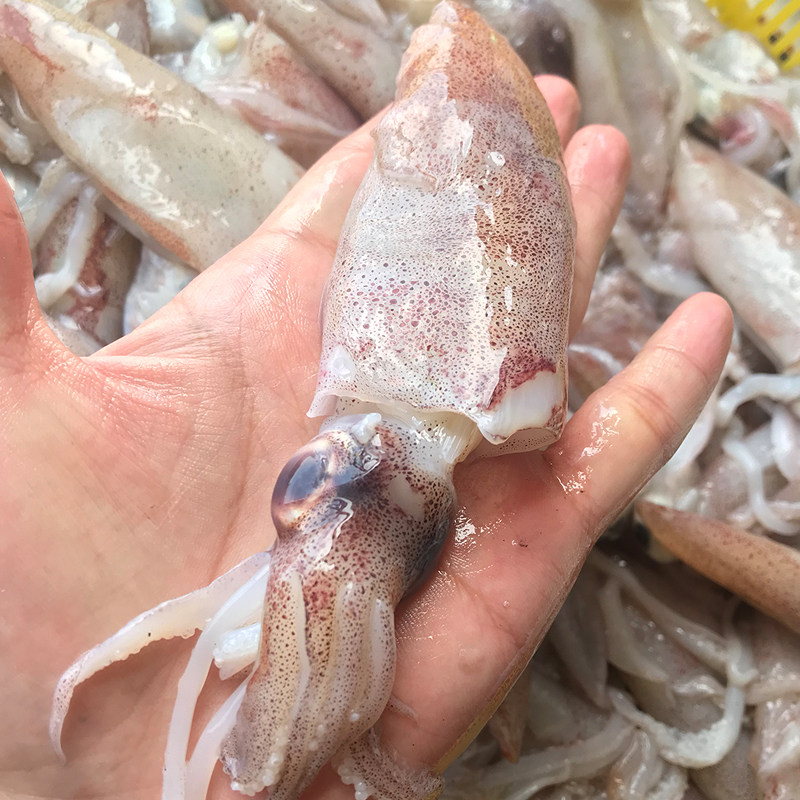 东海野生小鱿鱼仔  海鲜水产鲜活小海兔乌贼八爪鱼小管枪乌贼500g,水产肉类/新鲜蔬果/熟食,冷冻鱿鱼,淘宝优惠券,粉丝福利购,淘宝优惠卷