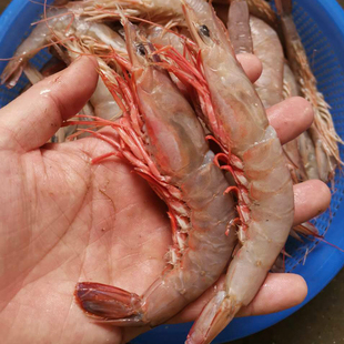 温岭白皮毛虾 新鲜野生鹰爪虾东海大虾对虾 海鲜水产白虾沙虾海虾