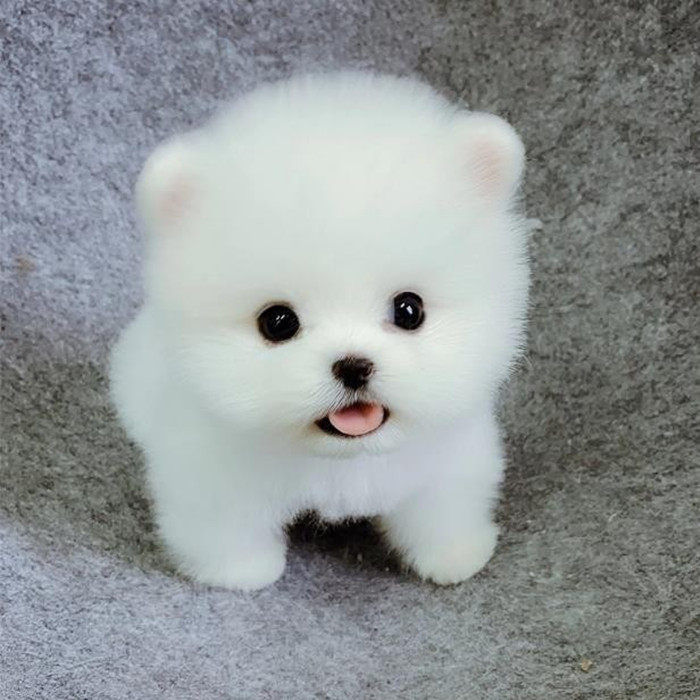 纯种小博美幼犬活体小茶杯犬宠物小狗狗长不大小型可爱球形俊介犬