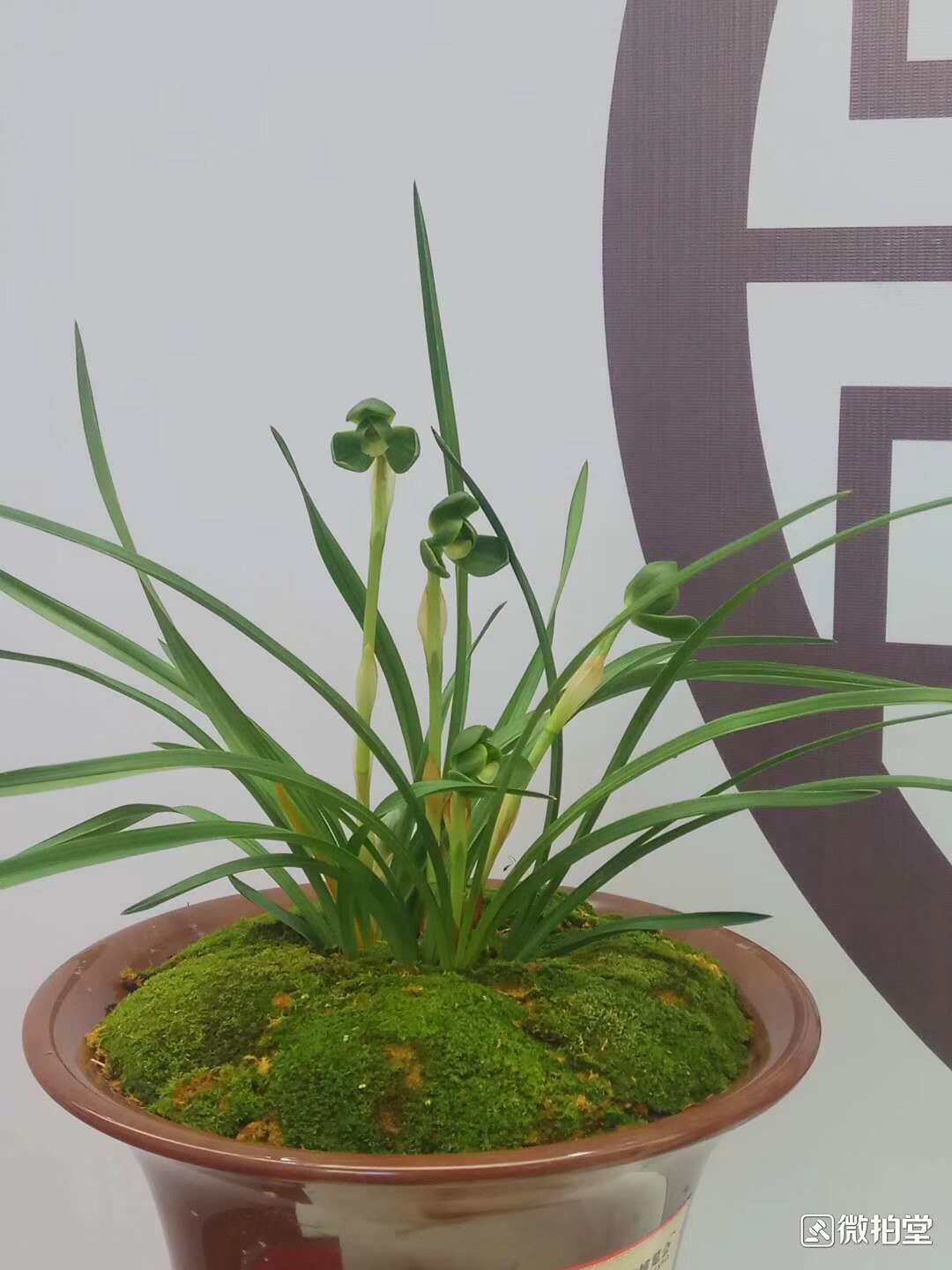 阳台绿植盆栽花卉 春兰 绿荷素  老种兰花苗